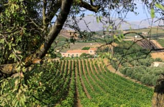 Camporeale: Sallier de La Tour Wein-Entdeckungstour