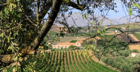 Camporeale: Sallier de La Tour Wine Discovery Tour
