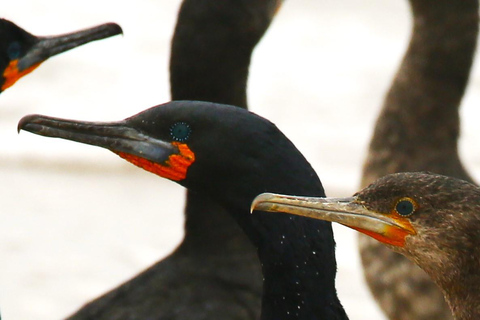 Pelican Point: Bird- & Seal-Watching Tour
