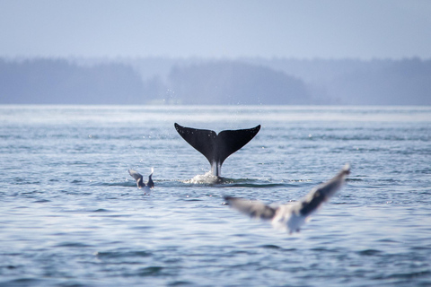 British Columbia: Whale Watching Öko-Abenteuertour