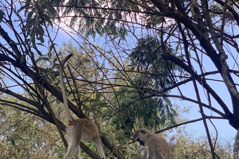 Nairobi National Park Evening and Sundowner Game Drive