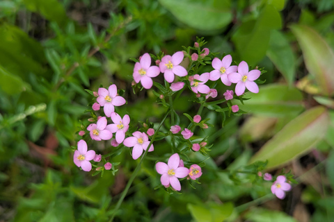 Rio de Janeiro ou São Paulo : circuit de 3 jours dans le parc national d'Itatiaia