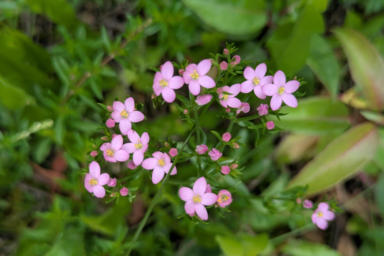 Rio de Janeiro ou São Paulo : circuit de 3 jours dans le parc national d'Itatiaia