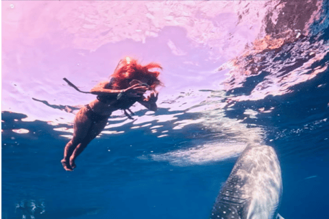 Lombok Sumbawa Best Sharing 2D1N Whale Shark With Snorkeling From Sumbawa Best Sharing 2D1N Whale Shark With Snorkeling