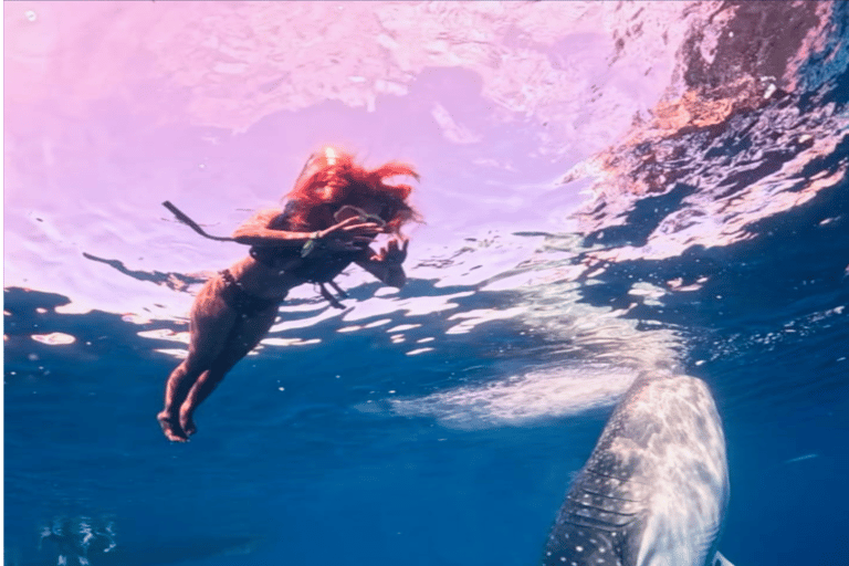 Lombok Sumbawa Best Sharing 2D1N Whale Shark With Snorkeling From Sumbawa Best Sharing 2D1N Whale Shark With Snorkeling