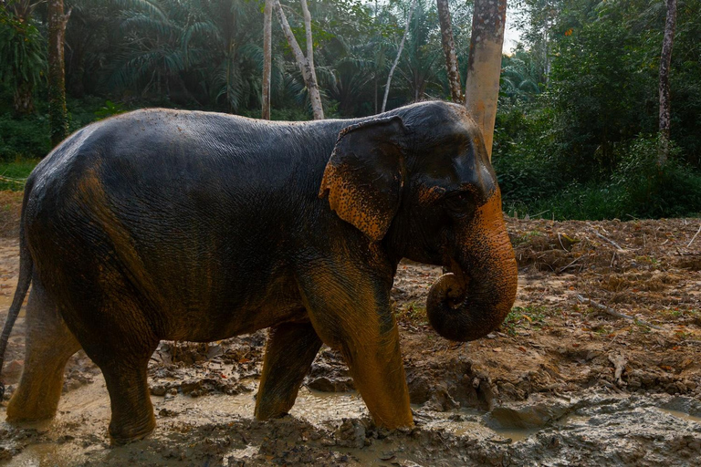 Phuket: Excursão de pequeno grupo ao santuário de elefantes em Khao LakPhuket: Excursão de pequeno grupo ao santuário de elefantes em Khaolak