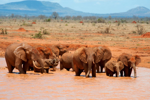 Park Narodowy Amboseli: 3 dni 2 noce