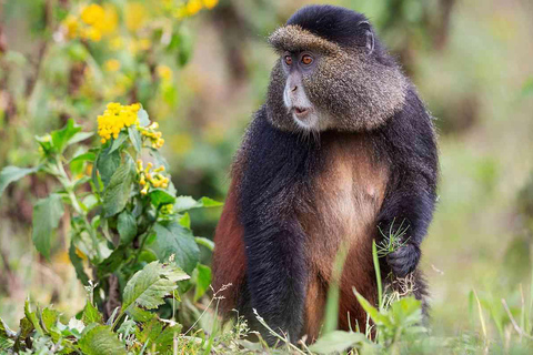 From Kigali: Golden Monkey Trek and Dian Fossey Fund Tour