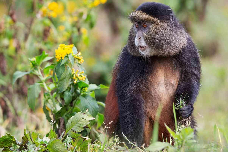 From Kigali: Golden Monkey Trek and Dian Fossey Fund Tour