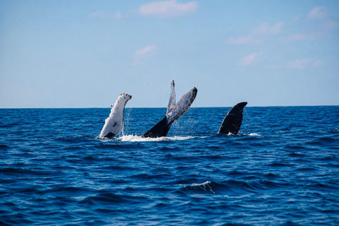 Mirissa: Blue Whale & Dolphin Watching Adventure with food WITH Entry Ticket (Tour Entry Ticket INCLUDED)