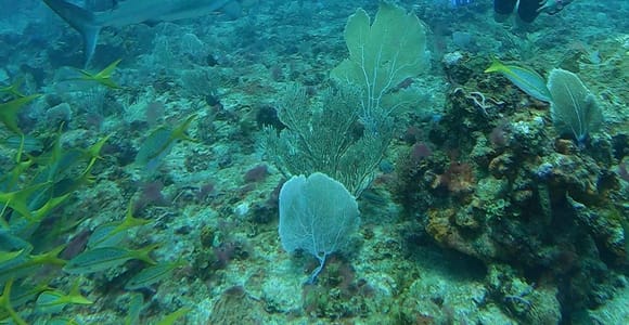 PUNTA CANA: Shark Diving Experience