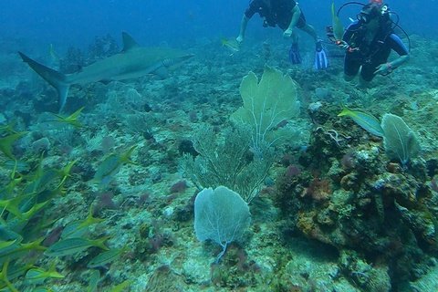 PUNTA CANA: Shark Diving Experience