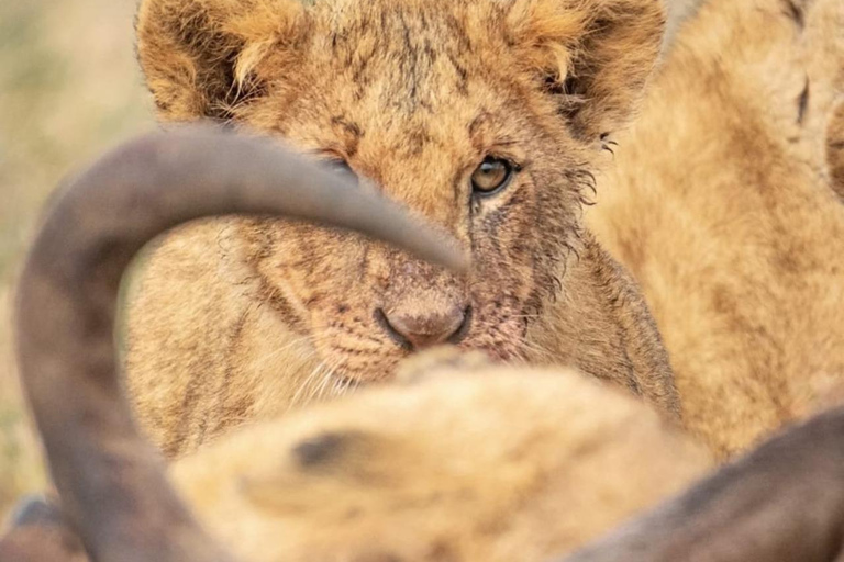 Halvdagsutflykt till Nairobis nationalpark med upphämtning från hotell