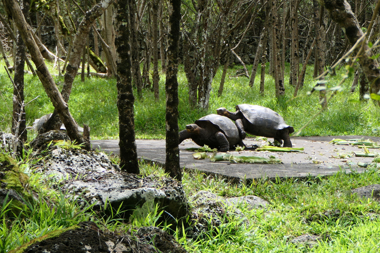Floreana: Snorkeling, History and Volcanic Trails Sightseeing Tour Floreana: Snorkeling, History, and Volcanic Trails Sightseeing Tour
