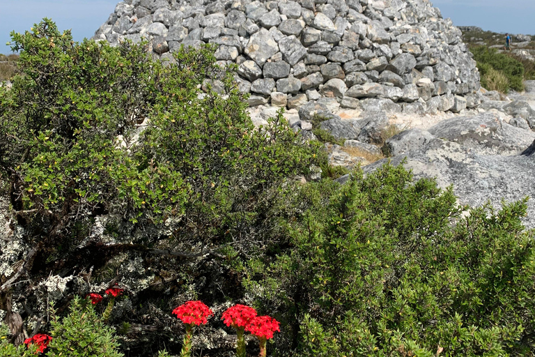 Cape Town: Skeleton Gorge Hike to Table Mountain Summit