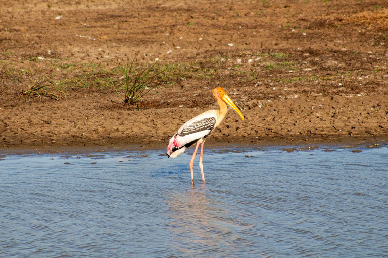 Vanuit Tangalle: Yala National Park Safari met Drop: Ella4 uur Ochtendsafari