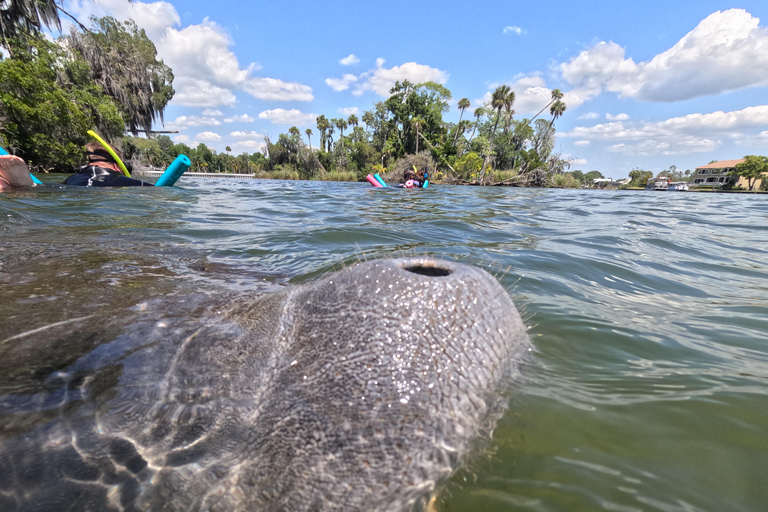 Crystal River: Guided Manatee Snorkeling Tour