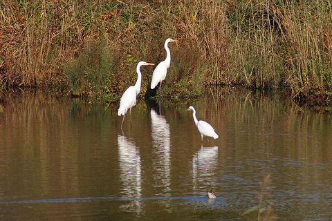 From Cochin: Thekkady 2-Day Tour with Jeep Safari