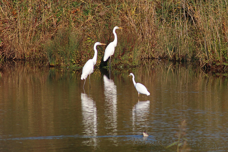 From Cochin: Munnar and Alleppey 4-Day Tour with Houseboat