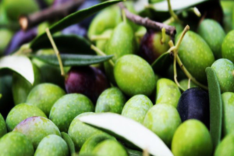 Olive Mill Tour with Oil and Food Tastings near Pisa Italiano