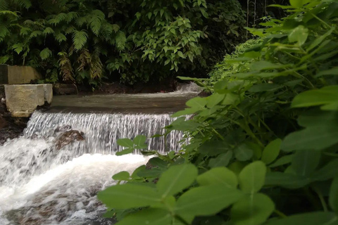 North Bali: Dolphin Swim, Snorkeling, & Waterfall Cliff Jump Small Group With Hotel Transfer Central Bali
