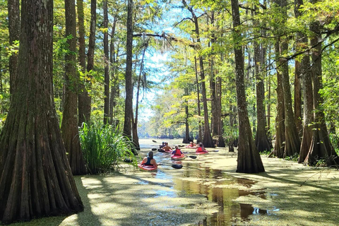 Atchafalaya Basin: 2,5 Std. Geführte Kajaktour