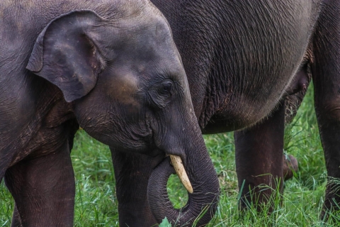 Sri Lanka: Aventura de safari en elefante con servicio de recogida del hotel