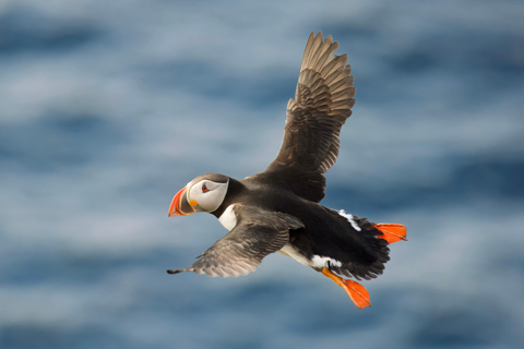 Hauganes: Whale and Puffin Watching Boat Tour