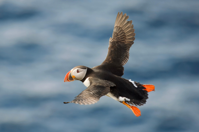 Hauganes: Whale and Puffin Watching Boat Tour