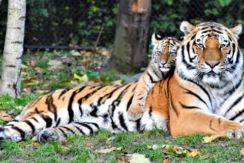 From Jaipur: 2-Day Ranthambore National Park Safari Tour