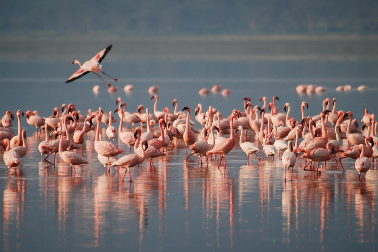 Safaris en camping de 4 jours au Ngorongoro et au Serengeti Np4 jours de safaris en camping au Ngorongoro et au Serengeti Np