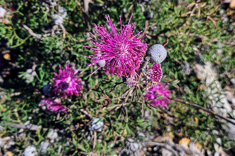 From Perth: Australian Animal Night Safari