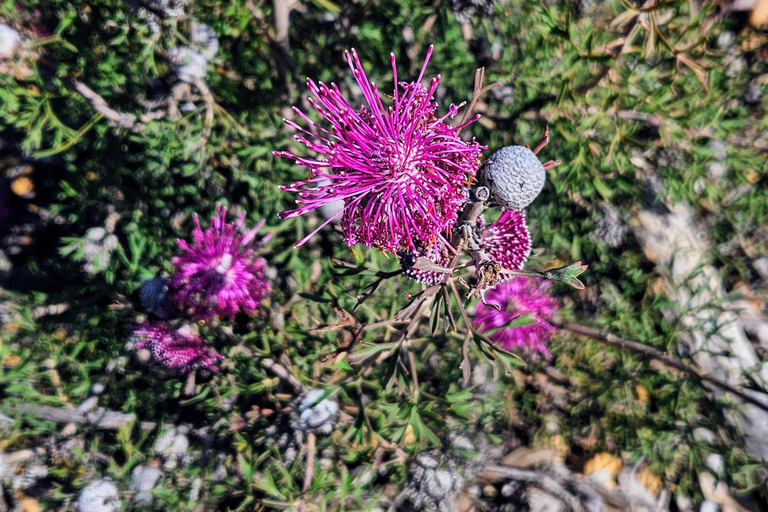 From Perth: Australian Animal Night Safari
