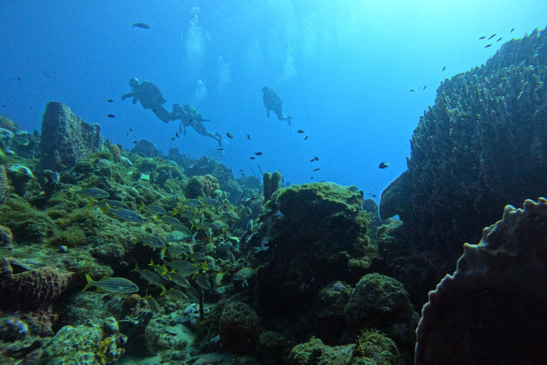 Riserva Cousteau: Immersioni e snorkeling