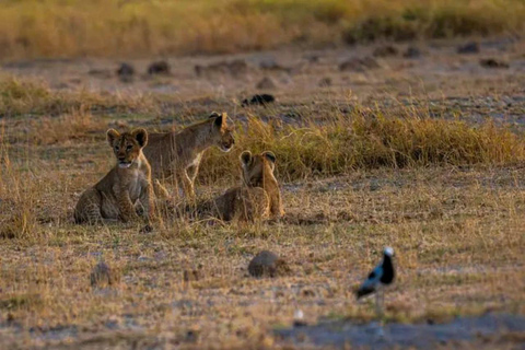 Nairobi: 3-Day honeymoon safari to Amboseli National Park Overnight Private to Amboseli National Park