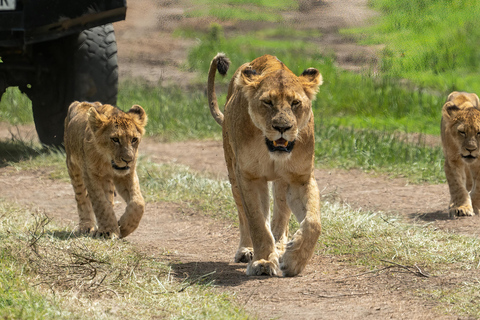From Mombasa: Ngutuni Sanctuary Safari with Lunch