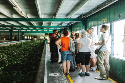 Kandy : Ambuluwawa & Pinnawala Orphanage Day Tour by Tuk Tuk