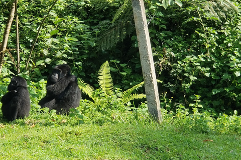 Ab Kigali: 2-tägige Uganda Gorilla Trekking Tour