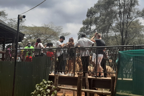 Nairobi: Nationalpark, Elefantenwaisenhaus und Giraffe Tour