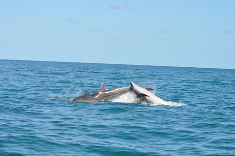 Djerba: Half-Day Boat Trip, Dolphin Watching, Swimming, and Lunch