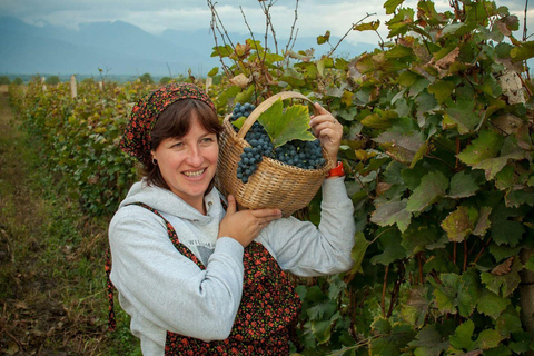 Authentic Georgian Rtveli in Kakheti from Tbilisi