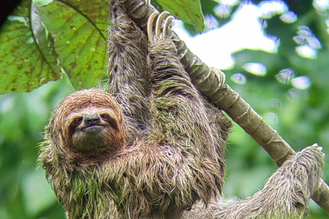 Manuel Antonio Park: Guidad tur för att se djur och strandtidPrivat tur