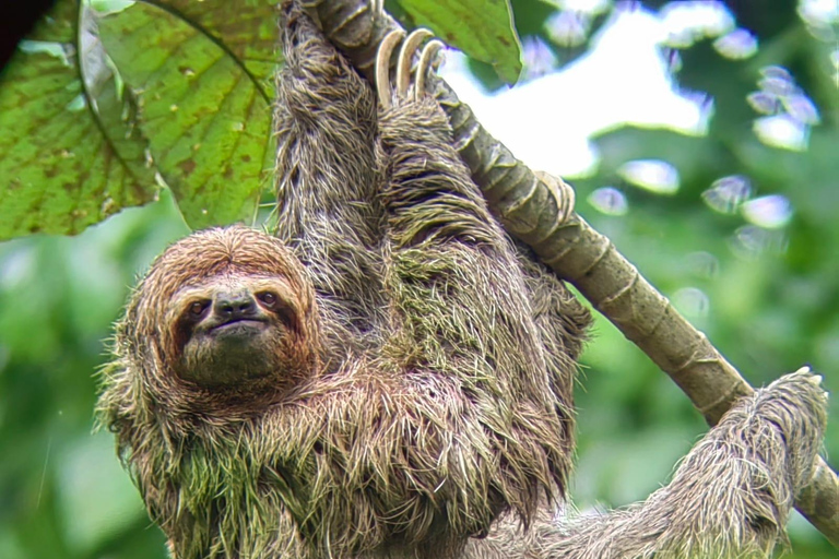 Manuel Antonio Park: Guided Tour to see animals &amp; beach timePrivate tour