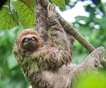 From San José To Manuel Antonio national Park Guided tour