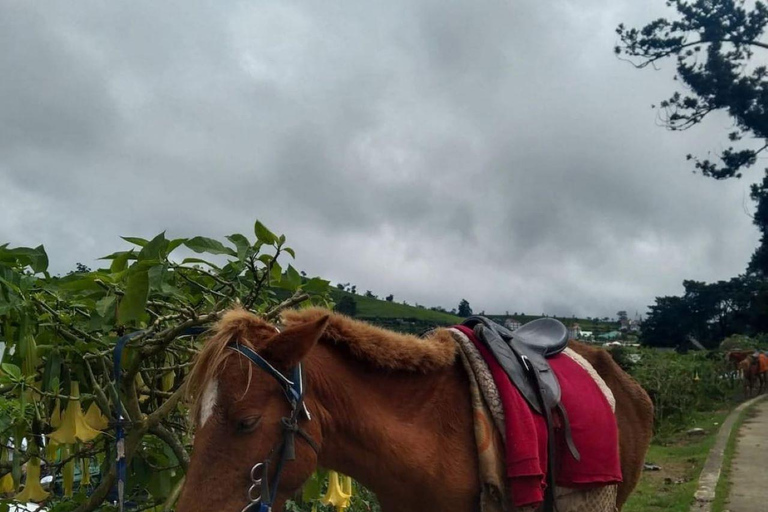 Kandy: Nuwara Eliya and Ambewela Train Station Tour