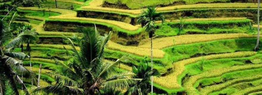 Bali : Visite privée des hauts lieux d'Ubud avec visite personnalisée