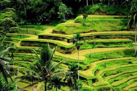 Ubud: Cascadas, Templo del Agua y Terrazas de Arroz Tour privadoTour privado con entrada Tikets