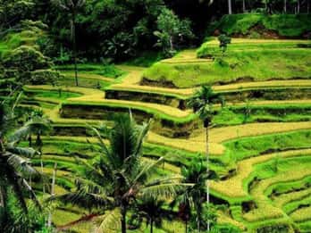 Bali : Visite privée des hauts lieux d'Ubud avec visite personnalisée