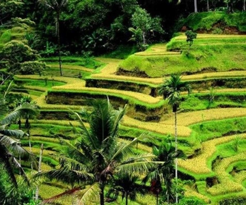 Bali: Private Ubud Highlights Tour with Customized Tour
