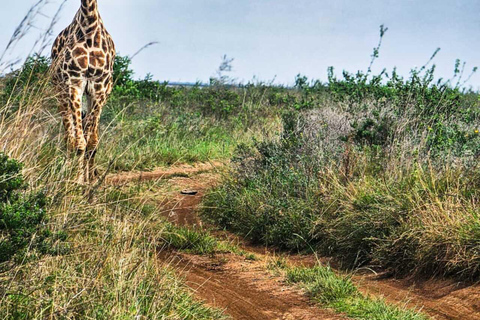 Nairobi National Park Safari Game Drive in a 4x4 Nairobi: National Park 5 Hours Safari in a Shared 4x4 Jeep
